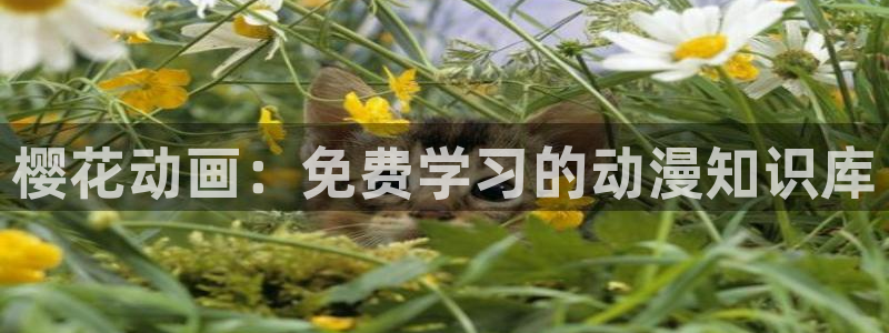 omofun纯净版下载